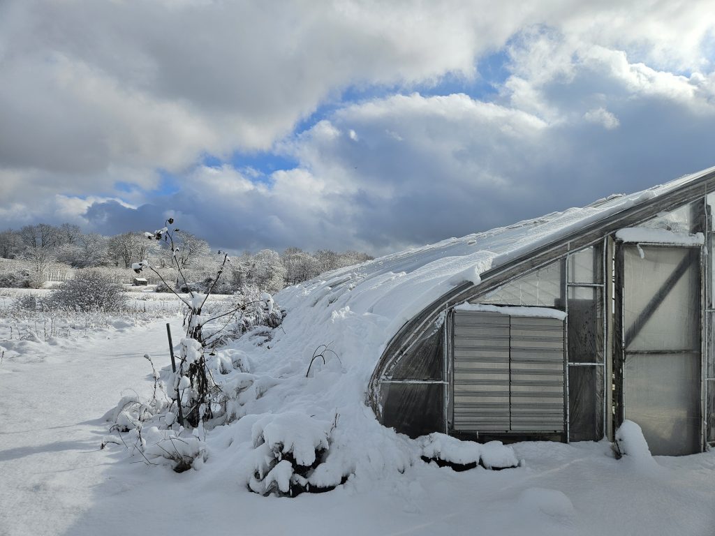 Greenhouse_Sunny_Meadow_Jan_10 Greenhouse SunnyMeadow