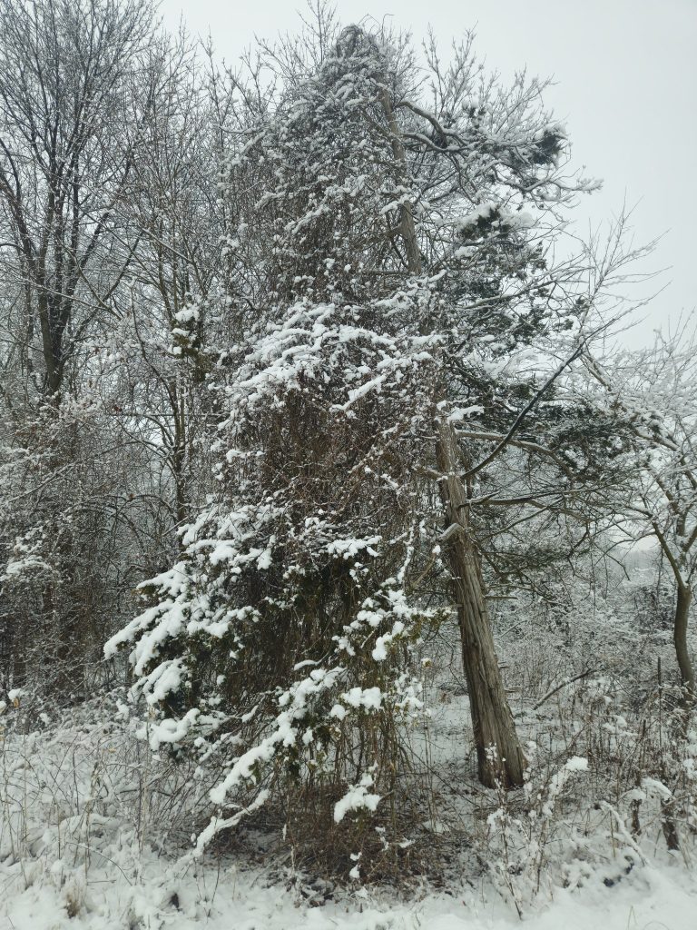 Hemlock tree and Vine