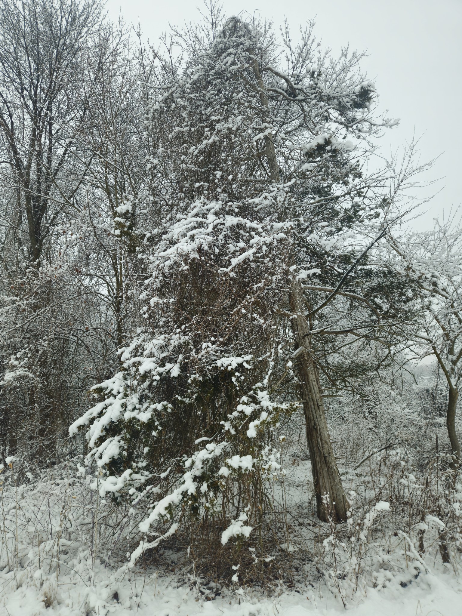 Hemlock tree and Vine