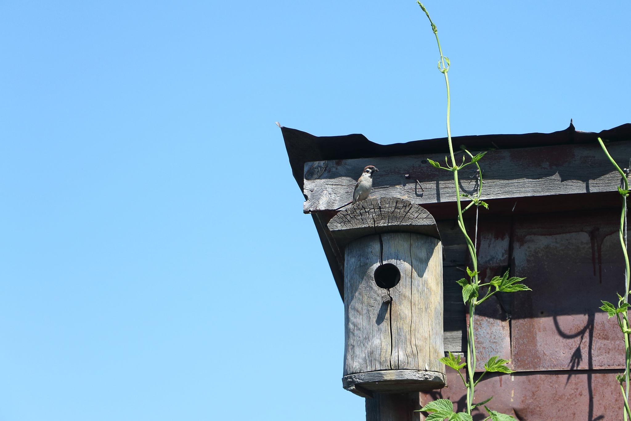 Invasive bird on old birdhouse