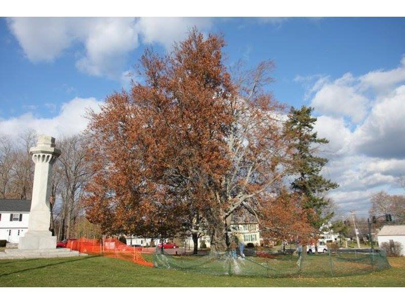 beech tree