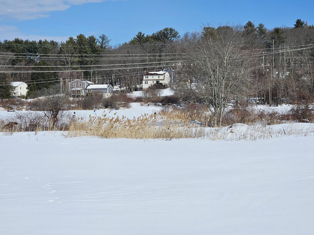 phragmites