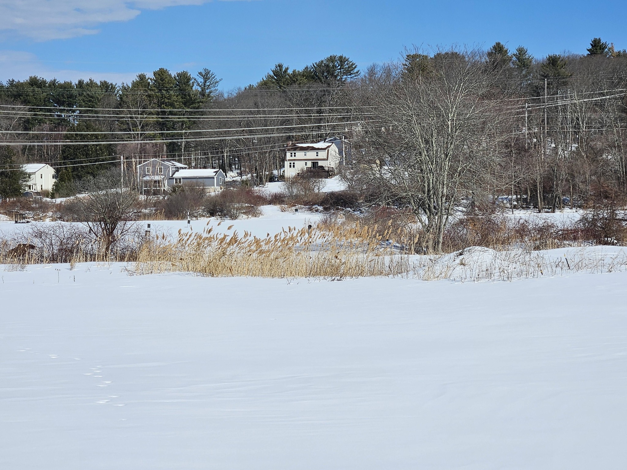 phragmites