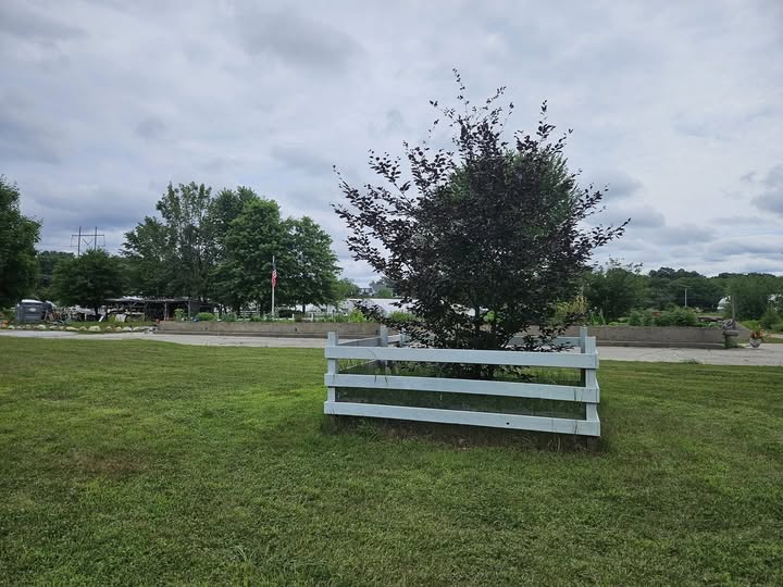 Purple Beech at Sunny Meadow