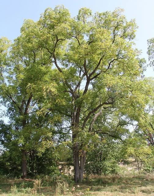 Black Wallnutt tree