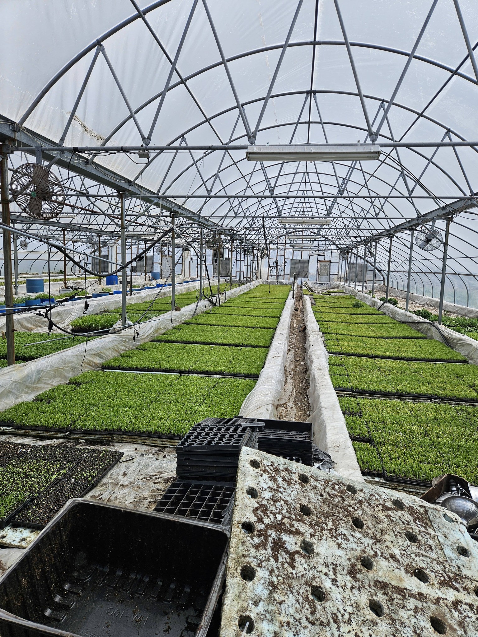 Farming at the Chey Farm