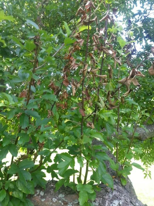 Fire blight in apple trees