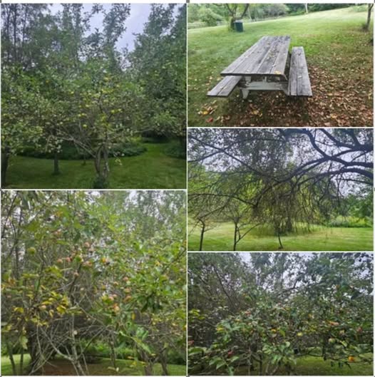 apple orchard in toruble