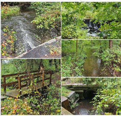 crooked spring after storm